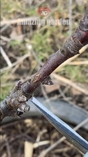 Pruning and shaping a columnar apple tree #appletree #pruning #shaping