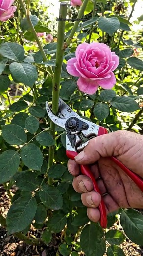 How China Turns Roses Into Profit 🌹