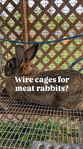 Let's talk about wire cages for meat rabbits, and why this is the best option for them & us :) a couple things to get out of the way...these are meat rabbits, not pets. That doesn't mean that I don't care about them or don't want them to be healthy with a good quality of life. But it does mean that they are livestock and aren't given toys or a carpeted room to run around in like someone might do with a pet rabbit. Next, I'm a mom of four boys currently 6 and under. When it comes to farming, my p