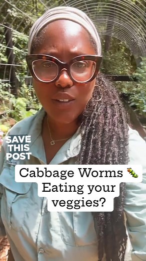 📍SAVE THIS POST: GOT CABBAGE WORMS? 🐛 🐛Here is a simple DIY solution to help get rid of cabbage worms in your garden: Ingredients: - 1 tablespoon of Castile soap (I use unscented) - 1 gallon of water - Spray bottle or sprayer (I use @petratools) Instructions: 1. Mix 1 tablespoon of Castile soap with 1 gallon of water in a spray bottle. 2. Shake the solution well to ensure the soap is fully dissolved. 3. Spray the solution directly onto your cabbage plants, focusing on the areas where cabbage 