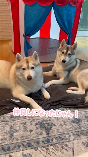 Husky sisters who make up right after fighting #SiberianHusky #Husky #HuskyDog