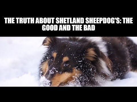 The Truth About Shetland Sheepdog's: The Good And The Bad