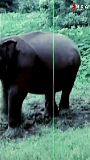 අලි පැටියෝ ඔයයි සිංහල Full HD චිත්‍රපටය | Ali Patiyo Oyai Mamai Sinhala Full HD Movie | Lanka Cinema