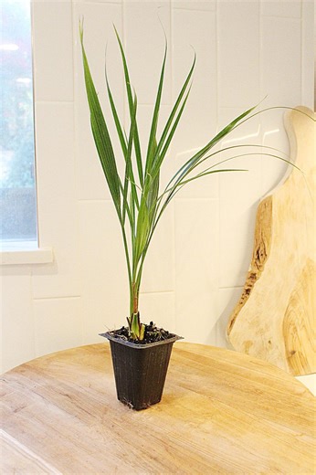 Pygmy Date Palm Starter Multi-pack Live Plant 2.5” Pot Phoenix Roebelenii Baby Palm Indoor/outdoor Tropical Plant Easy Care Small Palm Tree - Etsy