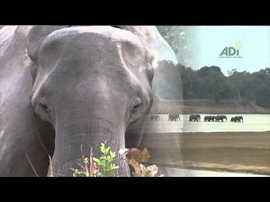 Jorja Fox on Circus Animal Suffering