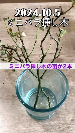 【ミニバラ栽培】ミニバラを増やすには、挿し木/#ミニバラ #挿し木