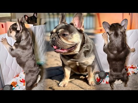 LIVE French Bulldog Artificial Insemination (AI): Blue x Mr. BurBeary -- How to BREED AT HOME UNCUT