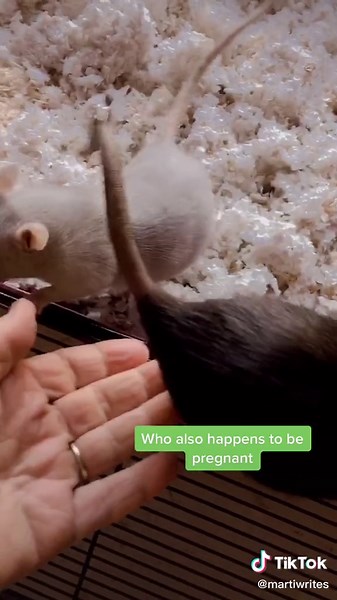 Blue Apple Rats on TikTok