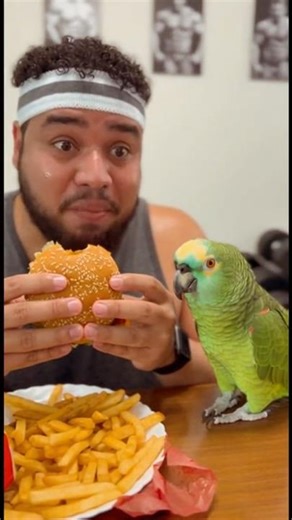 Papagaio Personal Trainer Sem Filtro🦜😂😂