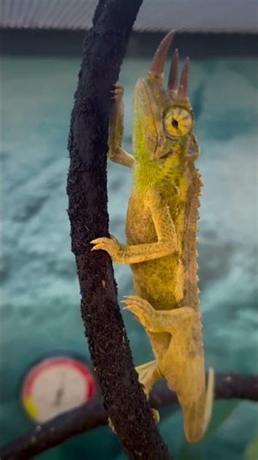 The Most Unique Walk in the Animal Kingdom