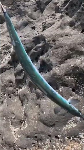 Sequel to the best fishing catches of 2025