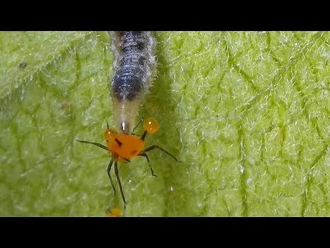 Syrphid Fly / Hover Fly Larva Catching and Feeding on Aphids (Syrphidae)
