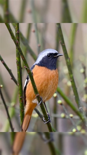 Bird Watching Bliss北红尾鸲：Daurian Redstart，学名：Phoenicurus auroreus），雀形目鹟科红尾鸲属 #birds #birdwatching