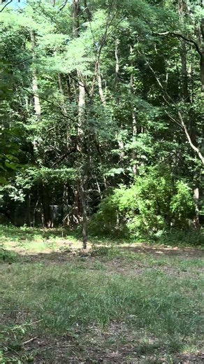 Well hello deer! #deer #michigan