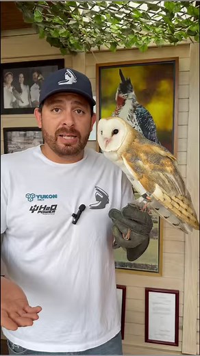 61K views · 750 reactions | Ala de águila vs ala de halcón 諾 #reel #aguilareal | Raptor Behavior | Facebook