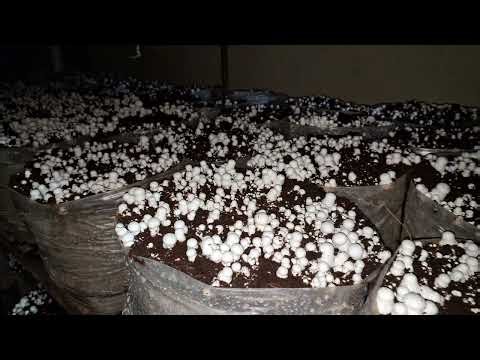 Button Mushroom Farm Visit 2026
