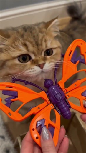 When you install a butterfly at home