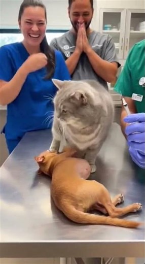 💉😱 Dramatic Chihuahua At The Vet