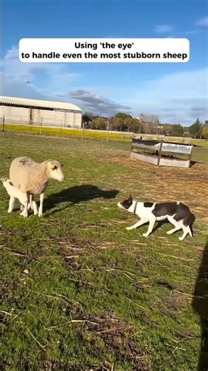 These Farm Dogs Are Fearless, Until They Meet The Baby Lambs... ❤️
