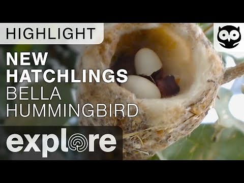 New Hatchlings - Bella Hummingbird Nest - Live Cam Highlight