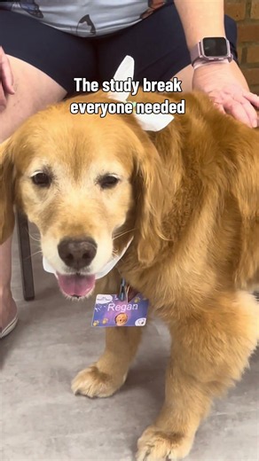 Therapy Dogs
