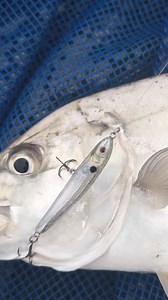 13K views · 193 reactions | The Riptide 58 SSNK is a certified estuary weapon! Perfect for Trevally, Flathead, Black & Yellowfin Bream, Mangrove Jacks, and even Whiting. Watch John Costello (aka @mylurebox) put it to the test—first cast, GC Trevally landed! #nomaddesign #EstuaryFishing #Riptide58 #Trevally #FishingAustralia | Nomad Design Australia | Facebook