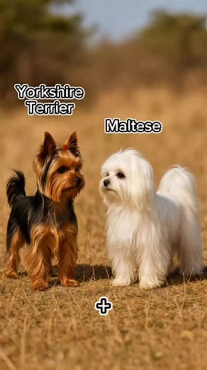 Yorkshire Terrier and Maltese Hybrid Overview