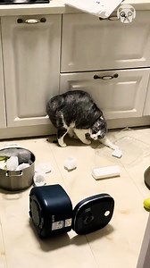 82K views · 71 reactions | Angry cat smashed the kitchen like crazy Partner: kitten_manta TT: https://www.tiktok.com/@kitten_manta | Science, Tech and Universe | Facebook