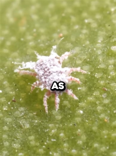 Carmine: The Beetle Dye in Your Food and Cosmetics