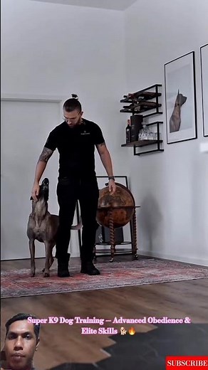 Super K9 Dog Training — Advanced Obedience & Elite Skills 🐕🔥 #malinois #dogtraining #k9training
