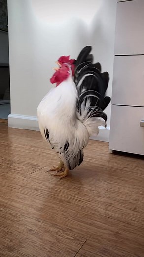 Rooster Alarm Clock: Wake Up to Nature's Best Alarm!