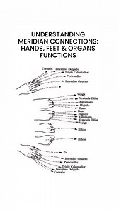UNDERSTANDING MERIDIAN CONNECTIONS: HANDS, FEET & ORGANS FUNCTIONS@acupuncture #acupressure #reels #organs #meridians #kidney #lungs #heart #intestine #acupuncturistaadilkhan | Aadil Khan