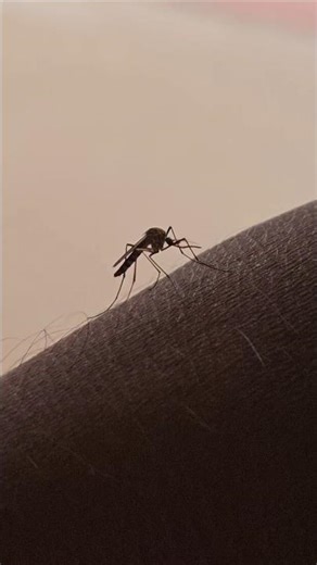 Close-Up Shot: Mosquito Drinking Blood! #shorts