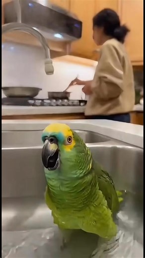 This might be the most dramatic bath in history. Lucho the parrot is in the kitchen sink singing a full heartbreak opera while his owner is just trying to cook dinner 😭🦜🎶 “Here I am… bathing… sad and alone…” “My owner doesn’t love me anymore…” Someone give this bird a Grammy. #ParrotComedy #OperaBird #SingingParrot #PetReels #DramaticAnimals #FunnyBirds #ViralReels #PetVideos | Savage Parrot