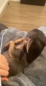 Can I get a HOY-Yah #comedy #animal #satisfying #smile #tiktok #CareerAdvice | hermes and madi