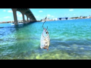 Mangrove Snapper Fishing in St. Petersburg, FL With Fish On Channel
