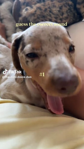Guess the Correct Sound: Mini Dachshund Puppy Sound Quiz