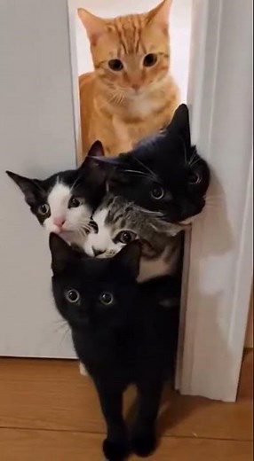 Cat Stack Gone Wrong 🐱➡️🐱➡️ #cat #funnycat #aivideo #funny #funnyanimal