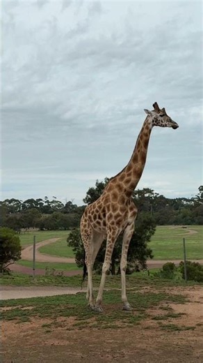 Why Giraffes Are More Dangerous Than They Look | WildPet Vision