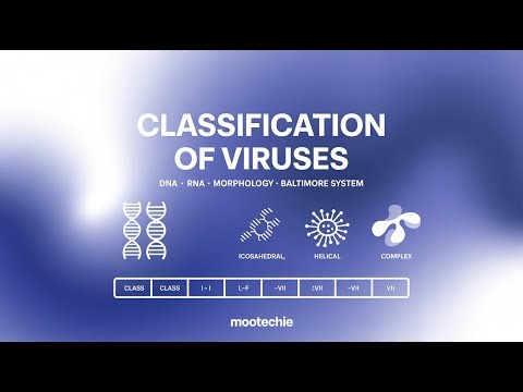 Classification of Viruses | DNA vs RNA, Morphology & Baltimore System | Mootechie