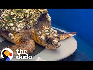 Woman Spends 92 Days Saving A Sea Turtle Covered In Barnacles | The Dodo
