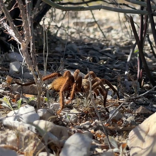 Tarantula Surprise! A day in the life of living in a truck camper traveling the country. We're camping at Rancho Topanga campground in Terlingua, Texas. We get a little visitor in our camp. #fypage #fypシ #fyp #texas #travel #vanlife #travelblog | Cody & Kellie