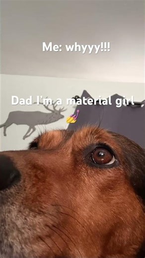 Why did my dog do this😭🫩✌️