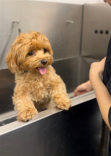 Winter weather can be tough on your dog’s coat ❄️🐾 Regular grooming helps prevent matting, manage muddy coats and support healthy skin throughout the colder months. #DogGrooming #WinterGrooming #PetGrooming #PetsCorner | Pets Corner