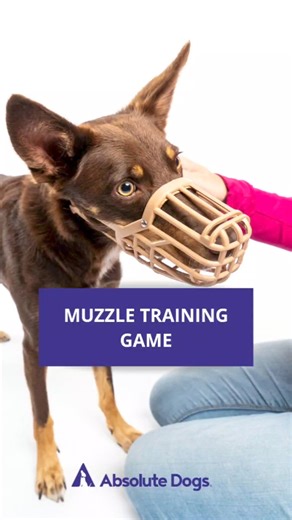 12K views · 71 reactions | Muzzle training is a fantastic skill for...