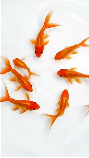 Cat Games: Goldfish Aquarium! (Videos for Cats to Watch)
