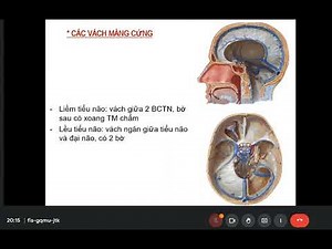 Cấu trúc màng mạch não tủy