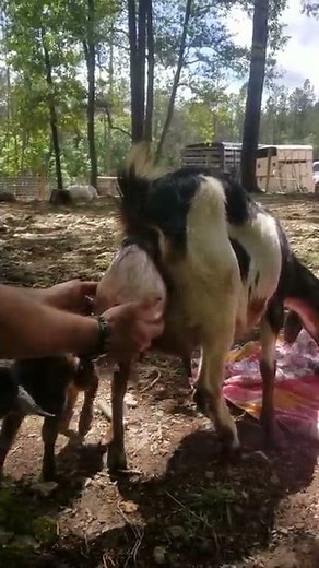 Mini Nubian goat giving birth to a baby goat. She had triplet, baby goats today.