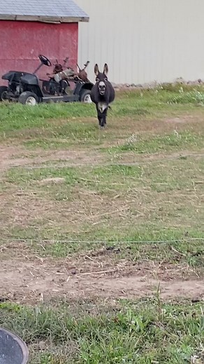 Happy Henry the Donkey Greeting Owner with Excitement