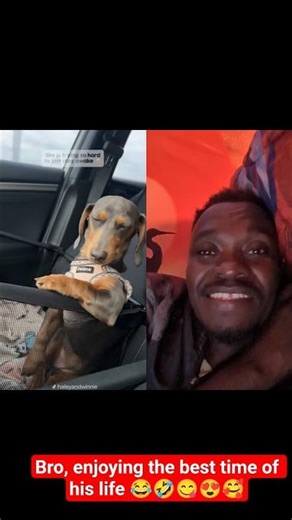 Bro, enjoying the best time of his life 😂🤣😋😍🥰 #funny #funny #dog #love